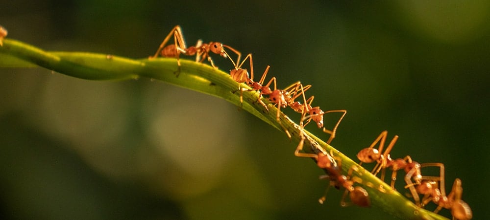 ฝันเห็นมดคันไฟ